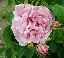 Hybrid tea rose - Wikipedia