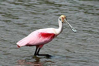 Roseate spoonbill species of bird