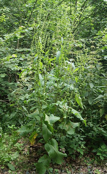 File:Rumex sp. by Danny S. - 001.jpg