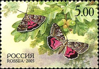 Бабочка «малиновая орденская лента» ( (ЦФА  № 1024), 2005 год).