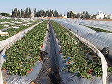 Strawberry crop showing row covers and their support structure SADEHodHasharon.jpg