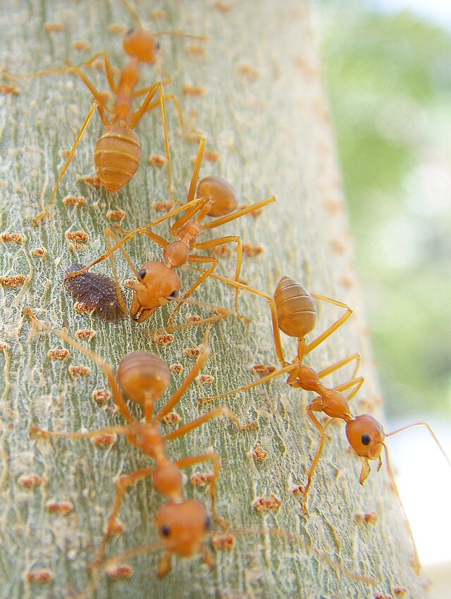 Orange ant