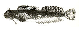 Istiblennius unicolor