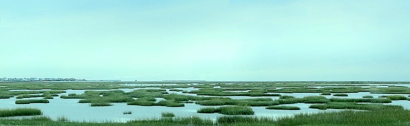 File:Salt Marsh Near Galveston.jpg