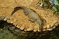 Saltwater crocodile at the Seoul Grand Park Zoo, Gwacheon.