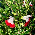 Salvia microphylla-Sauge à petites feuilles-Fleurs-20201110.jpg