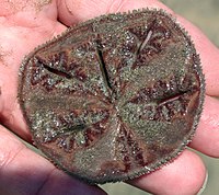 sand dollar - Students, Britannica Kids