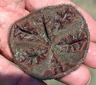 Live M. quinquiesperforata (underside) SandDollar2.jpg