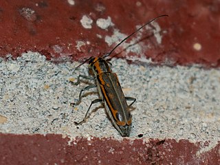 <i>Saperda imitans</i> Species of beetle