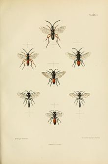 СондерсHymenopteraAculeataPlate11.jpg