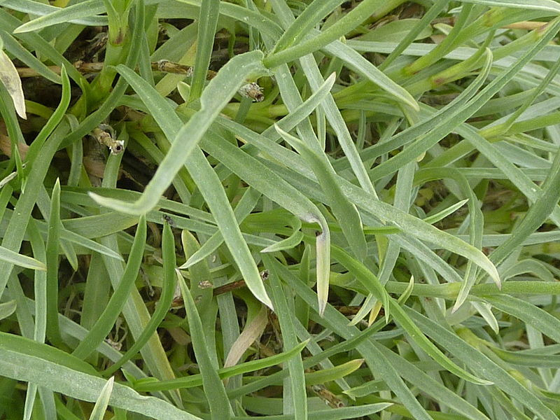 File:Scabiosa graminifolia (Dipsacaceae) leaves.JPG