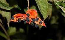 Ripe fruit capsules releasing their smooth seeds, Malaysia Scarlet Shower (Sterculia coccinea) (8679258490).jpg