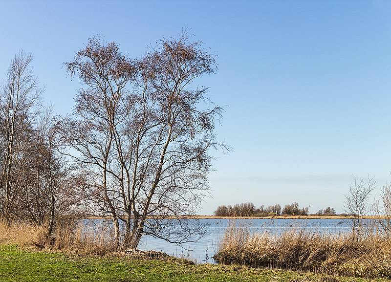 File:Scharrewiel (Frysk) Skarrewiel (d.j.b.) 02.jpg