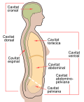 Miniatura per Canal vertebral