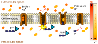 Active transport into a cell through ion channels, using the coupling power provided by sodium-potassium exchange Scheme sodium-potassium pump-en.svg