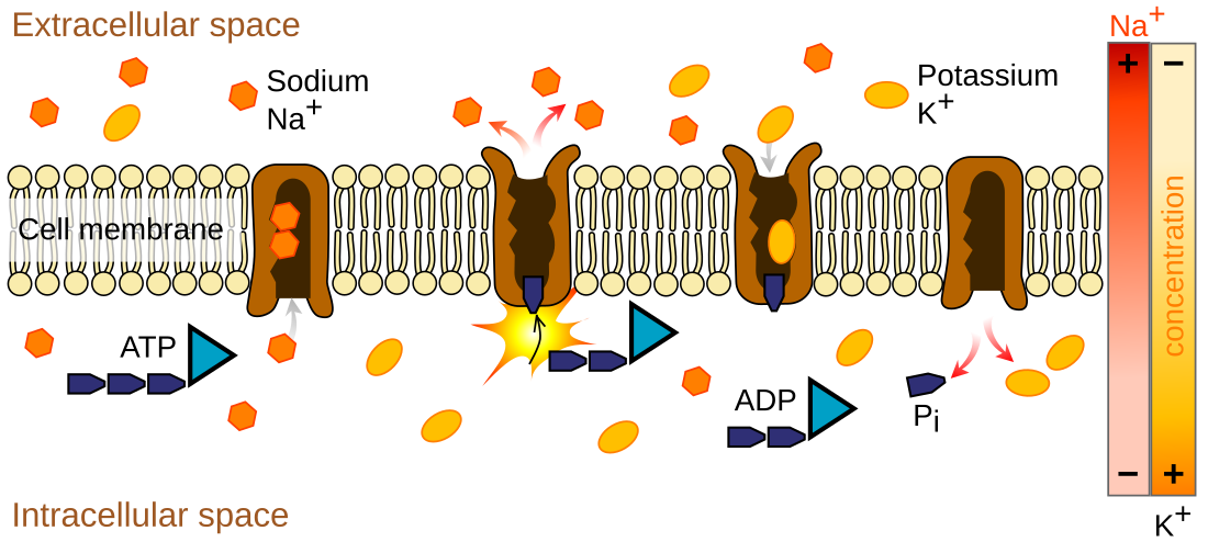 File:Scheme sodium-potassium pump-en.svg