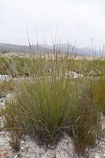 <i>Schoenus pictus</i> Species of grass-like plant