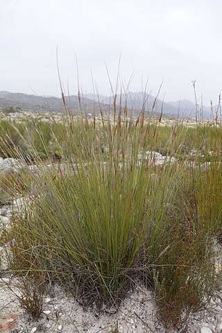 <i>Schoenus pictus</i> Species of grass-like plant