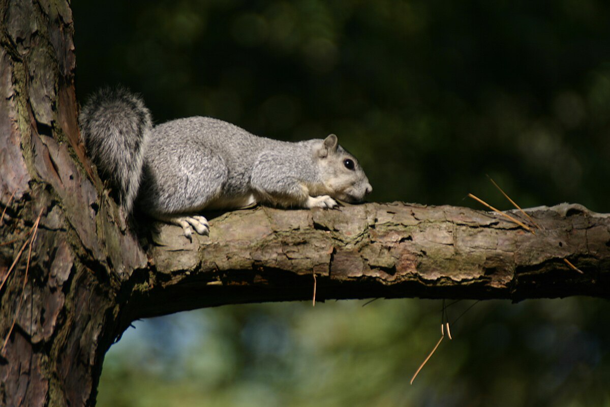 delmarva fox squirrel distribution map