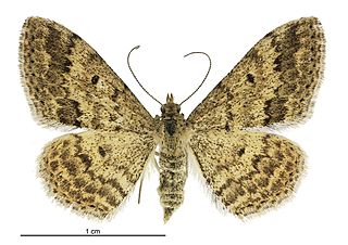 <i>Scopula rubraria</i> Species of geometer moth in subfamily Sterrhinae