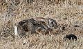 Scrub hare (Lepus saxatilis).jpg