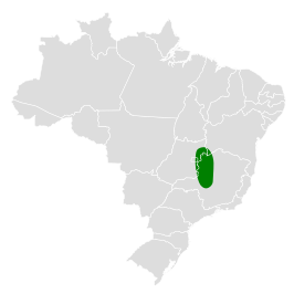 Brasiliatapaculo