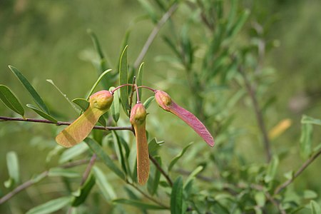 Chi_Cánh_chuồn