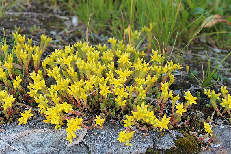 File:Sedum acre Riederfurka.jpg