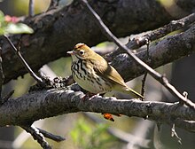 Adult with raised "crest"; Leon-Provancher marsh, Quebec (Canada) Seiurus aurocapilla MP.jpg