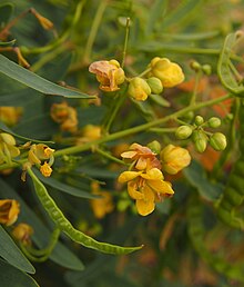 Senna costata inflorescence.jpg