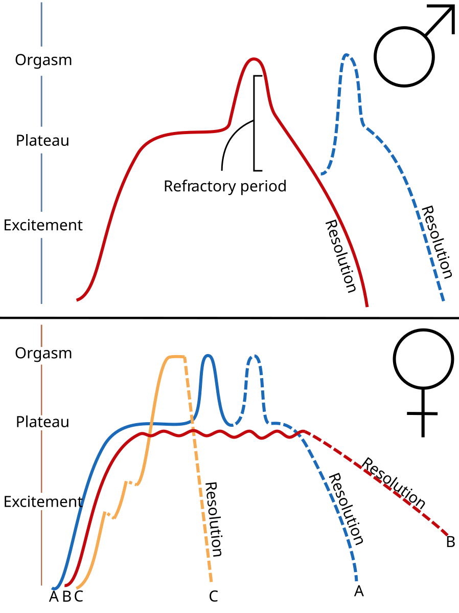 Как понять что получила оргазм. График возбуждения мужчин и женщин. Женский и мужской оргазм график. Фазы копулятивного цикла мужчины. График возбуждения женщины.