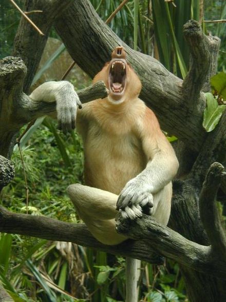 The proboscis monkey, Singapore Zoo
