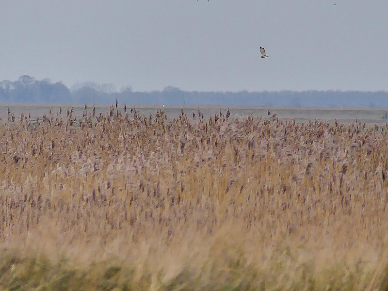 File:Short-eared Owl (43771189892).jpg