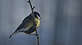 * Nomination Great tit, winter 2021, Poland --1bumer 19:54, 11 March 2021 (UTC) * Decline  Oppose Missing detail; actually it should be cropped at the right, but this would end up in too low resolution I'm afraid. --A.Savin 21:07, 11 March 2021 (UTC)