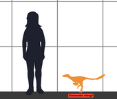 Illustration of Sinovenator with a human to scale SinovenatorSIZE.png