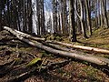 Lesní porost a skalní útvary
