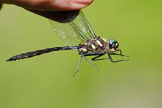 <i>Somatochlora elongata</i> Species of dragonfly