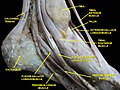 Dorsum and sole of Foot. Ankle joint. Deep dissection