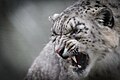 Snow Leopard Uncia uncia.jpg