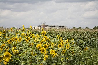 Veld met zonnebloemen (Soester Eng, 2008)