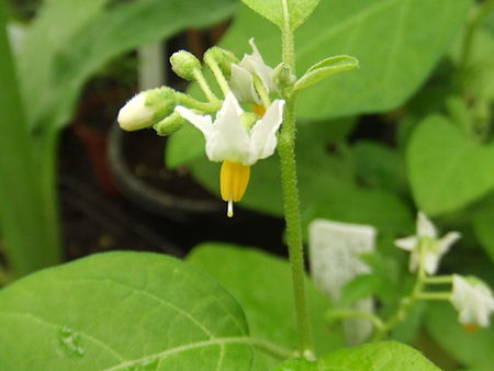 Solanum_aethiopicum