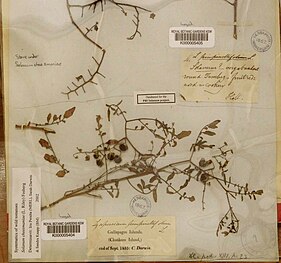 Solanum cheesmaniae Kew herbarium sheet prepared by Charles Darwin, Chatham Island, Galapagos, September 1835