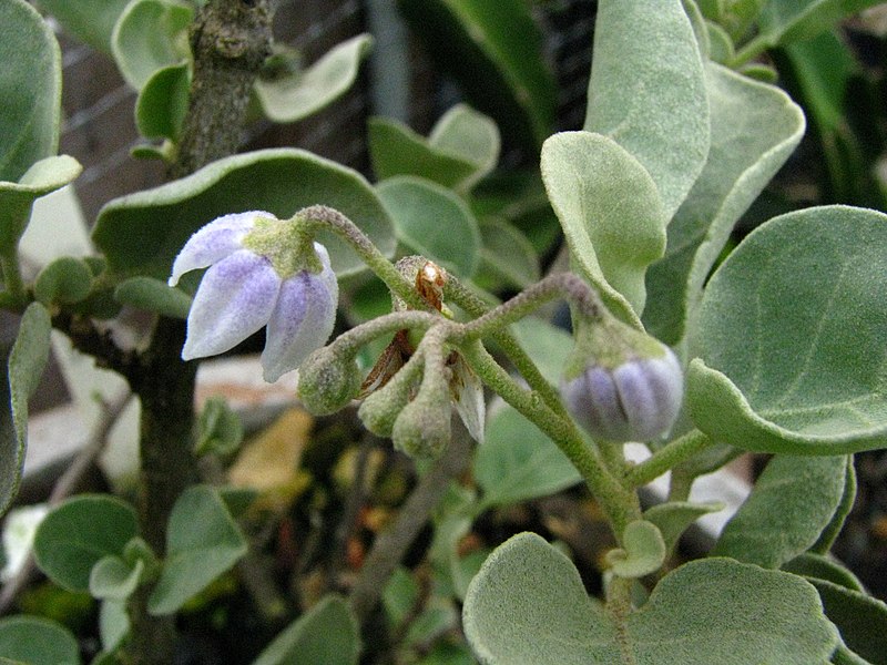 File:Solanum nelsonii (5311708628).jpg