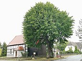 Summer linden (Tilia platyphyllos)