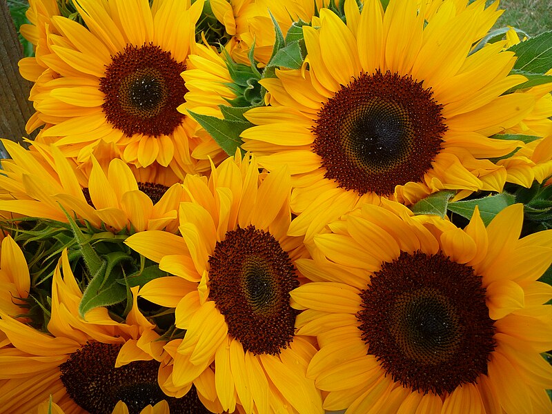 File:Sonnenblumen im Bund.JPG