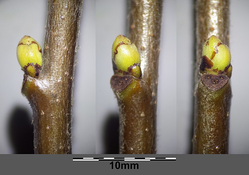 File:Sorbus torminalis sl15.jpg