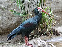 Ibis, Southern Bald Geronticus calvus