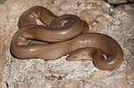 Thumbnail for Southern rubber boa