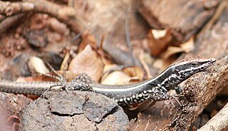 Soutpansberg rock lizard Species of lizard