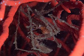 Cape long-legged spidercrab on palmate sea fan